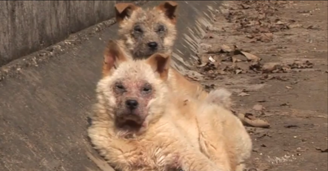 동물자유연대 제공