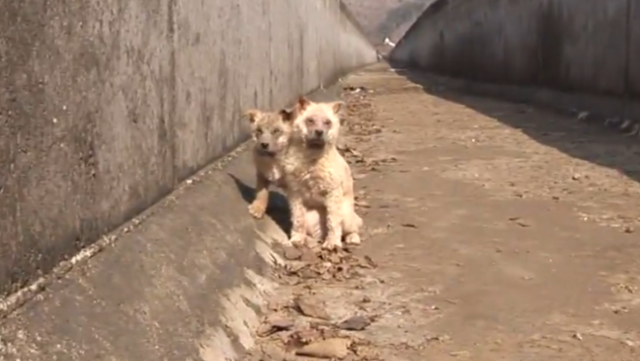 강아지들은 당시 얼굴에 모낭충 감염이 심각해 얼굴 털이 다 빠지고 피부는 윤기를 잃은 상태였다. SBS TV 동물농장 캡처