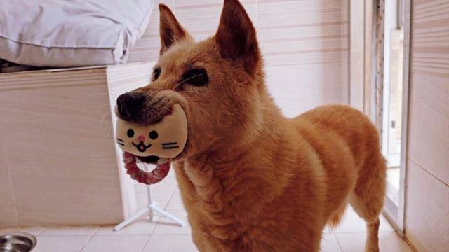 진진이는 2년 간의 피부병 치료 기간을 거쳐 해외 입양 기회도 받았지만, 안타깝게도 출국 직전 무산돼 지금까지 보호소 생활을 계속하고 있다. 동그람이 정진욱