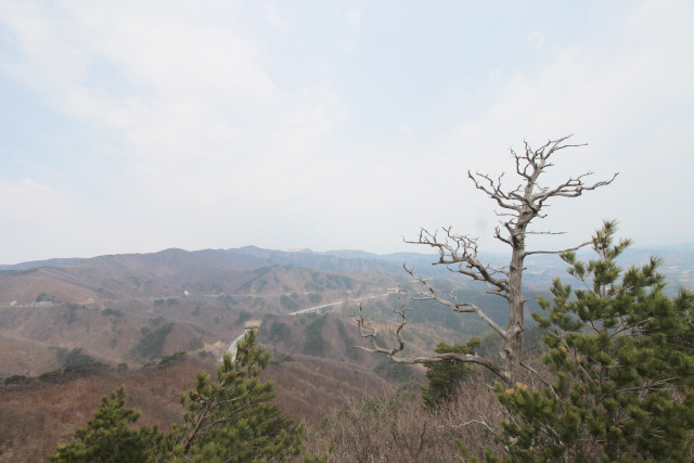 ▲ 제왕산 고사목에서 이 산에 흐른 세월을 체감할 수 있다.