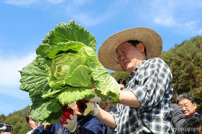 [평창=뉴시스] 권창회 기자 = 이재명 더불어민주당 대표가 17일 오후 강원 평창군 한 배추농가를 방문해 배추를 수확, 살펴보고 있다. 2024.10.17. kch0523@newsis.com /사진=권창회