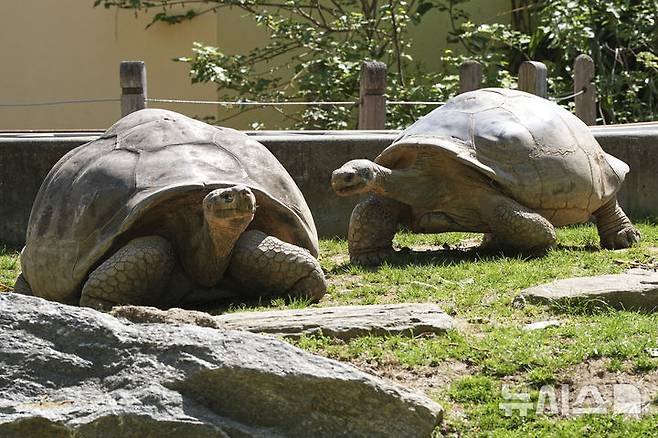 [필라델피아=AP/뉴시스] 23일(현지 시간) 미 펜실베이니아주 필라델피아 동물원에서 약 100살 된 갈라파고스 거북 ‘마미’(오른쪽)와 약 96살인 '아브라조'가 우리를 거닐고 있다. 마미는 지난 2월 처음으로 새끼 네 마리를 부화시켜 동물원 150년 역사상 최초의 갈라파고스 거북 부화 사례를 기록했으며, 최고령 초산으로도 이름을 올렸다. 2025.04.24.