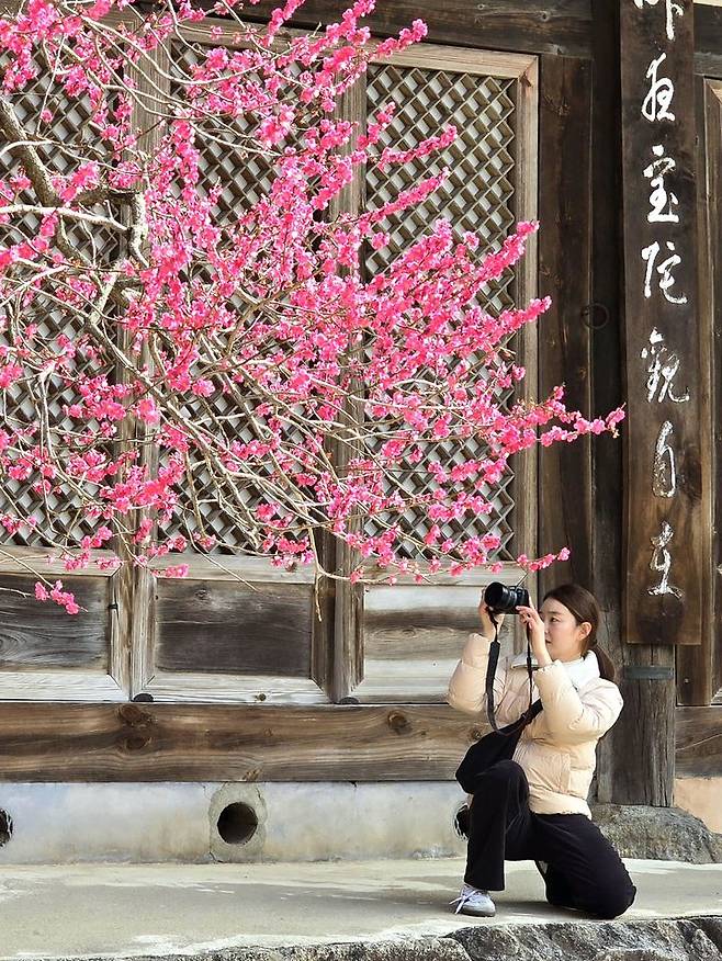 [서울=뉴시스] 대한불교조계종 19교구 지리산대화엄사 교구장 덕문스님은 25일 2025 제5회 화엄사 홍매화·들매화 사진 콘테스트의 응모작 심사 결과 수상작을 발표했다.이번 콘테스트는 '화엄! 홍매화의 향기를 머금고'라는 주제로 진행되었다. 사진 콘테스트 응모작은 총 1178점(전문작가 부문 493점, 휴대폰 카메라 부문 685점)이 접수되었다. 시상식은 오는 5월 5일 오전 10시다. 사진은 휴대폰카메라사진부문 교무국장스님상 수상작인 장태두 '다시 봄'. (사진=화엄사 제공) 2025.04.25. photo@newsis.com *재판매 및 DB 금지