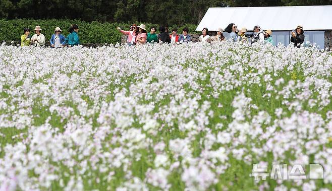 [서귀포=뉴시스] 우장호 기자 = 구름 낀 날씨를 보인 25일 오전 제주 서귀포시 표선면 보롬왓 농장에서 관람객들이 활짝 핀 알타리꽃을 배경으로 사진을 촬영하며 늦봄 정취를 만끽하고 있다. 2025.04.25. woo1223@newsis.com