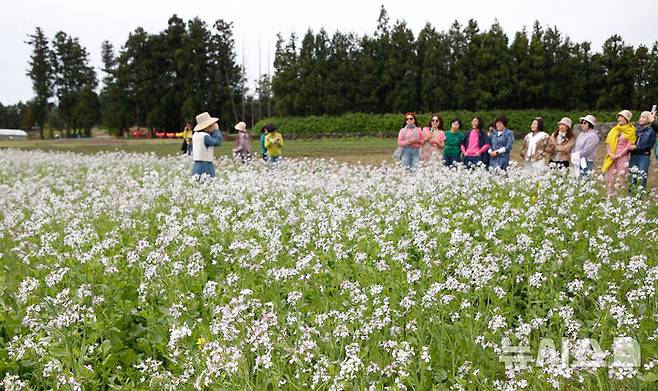 [서귀포=뉴시스] 우장호 기자 = 구름 낀 날씨를 보인 25일 오전 제주 서귀포시 표선면 보롬왓 농장에서 관람객들이 활짝 핀 알타리꽃을 배경으로 사진을 촬영하며 늦봄 정취를 만끽하고 있다. 2025.04.25. woo1223@newsis.com