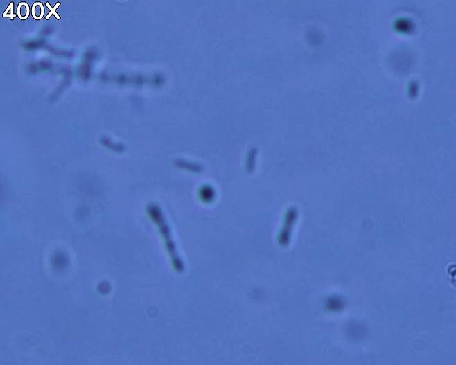 [사진 출처 = 포켓생물 유튜브]