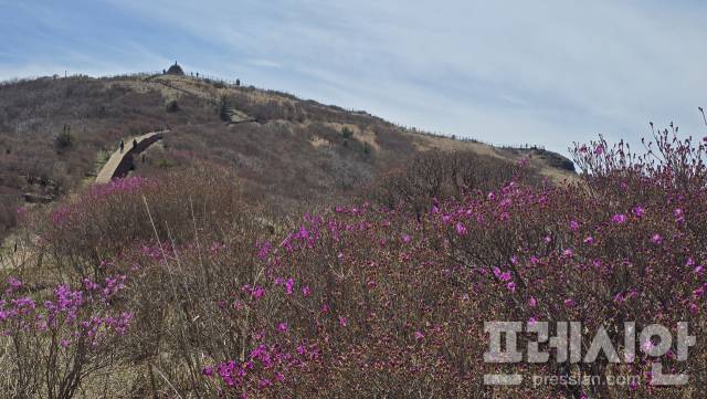 ▲25일 지리산 노고단 일원에서 진달래 개화가 시작돼 산중에 찾아온 봄의 시작을 알리고 있다. ⓒ지리산국립공원
