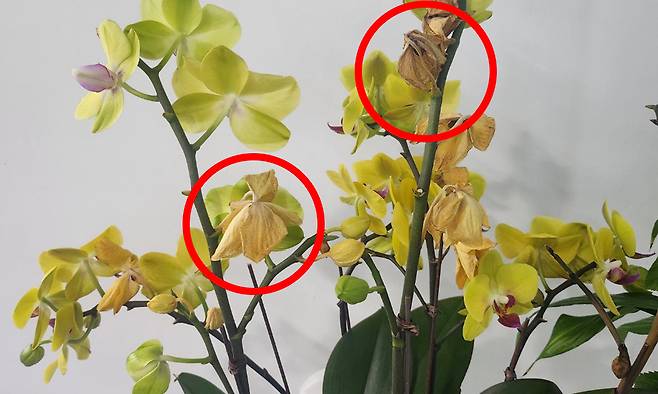 서양란 꽆잎이 일주일도 안돼 말라가고 있다. 독자 제공