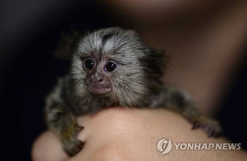 커먼마모셋(비단원숭이) [연합뉴스 자료사진]