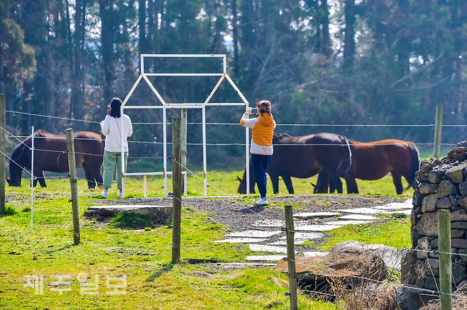 제주시 한림읍 금악리 성이시돌목장을 찾은 관광객들이 맑은 하늘 아래 풀을 뜯는 말들을 구경하며 즐거운 시간을 보내고 있다.