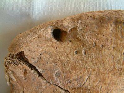 엉덩이뼈에 사자 이빨 자국이 남아 있는 유골 [이미지 출처=메이누스대학 제공]