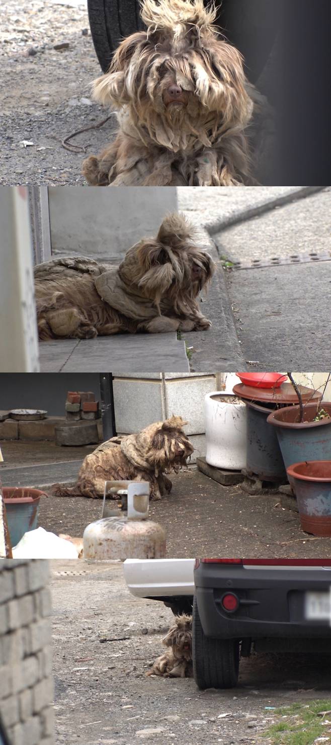 ‘TV 동물농장’ 역대급 외모의 누더기견 정체는? (제공: SBS)