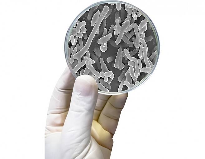 장내 유익균인 비피도박테리움과 세균. Li Zhao et al. 제공