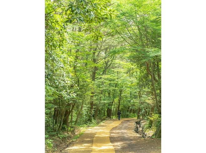 서귀포치유의숲(사진, 비짓제주)