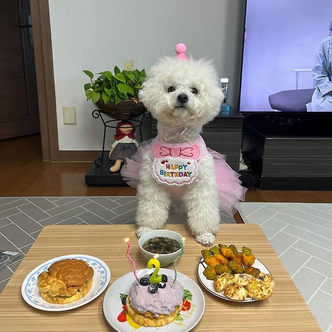 지난 2023년 3월 24일 마리가 두 번째 생일을 맞았다. 지영씨네 가족이 강아지용 음식을 준비해 마리의 생일을 축하하고 있다. 김지영씨 제공