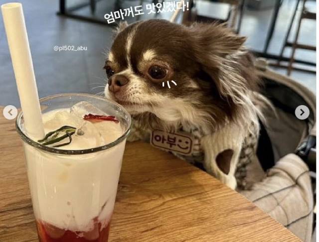 앞서 정부 규제 샌드박스를 통해 반려동물 동반 요식업 공간을 합법 운영했던 코코스퀘어. [코코스퀘어 인스타그램 캡쳐]