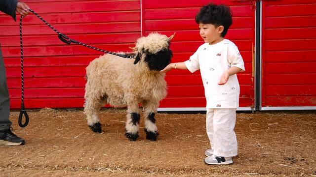 농협안성팜랜드의 새로운 식구가 된 ‘검은코 양’. 뉴질랜드가 고향이다.