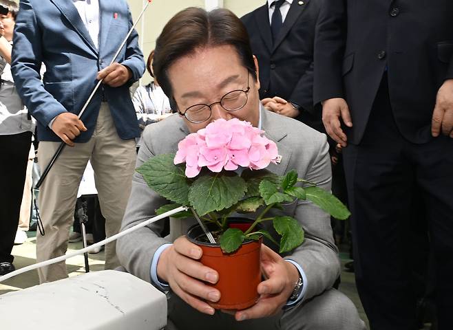 더불어민주당 이재명 대선 경선 후보가 지난 25일 전남 나주시 전남농업기술원에서 열린 '미래농업 전초기지 호남' 농업과학기술 진흥 간담회에 참여해 전남농기원이 개발한 수국 신품종의 향을 맡고 있다. 나주=뉴시스