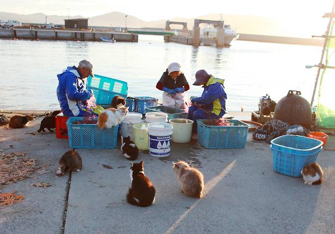일본 미야기현에 위치한 섬 다시로지마(田代島)의 항구에는 이른 새벽이면 고양이들이 생선을 얻어먹으려 모여든다. ⓒ이용한 제공