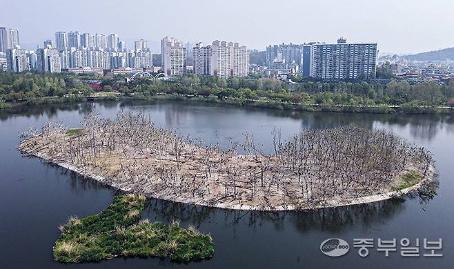 가마우지 떼가 점령해 백화현상이 발생한 수원 팔달구 서호공원 축만제 내 인공섬. 임채운기자