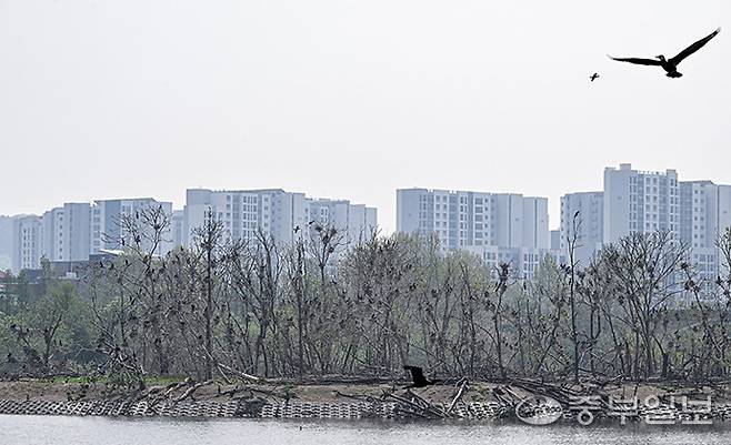 가마우지 떼가 점령해 백화현상이 발생한 수원 팔달구 서호공원 축만제 내 인공섬. 임채운기자