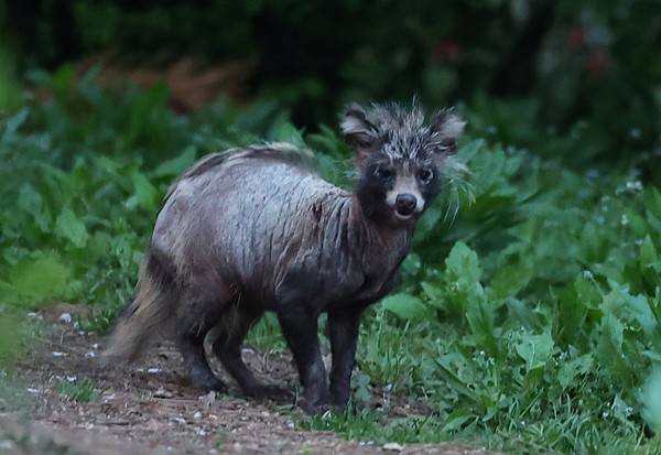 송도 도심 공원에서 발견된 온몸에 털 빠진 너구리 [사진 = 연합뉴스]