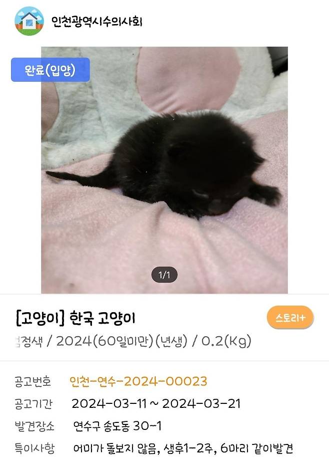 인천 보호소 입양공고에 올라왔던 에반이(사진 동물보호관리시스템) ⓒ 뉴스1