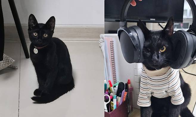 사랑스러운 애교쟁이 에반(인스타그램 heeeee_kite 제공) ⓒ 뉴스1