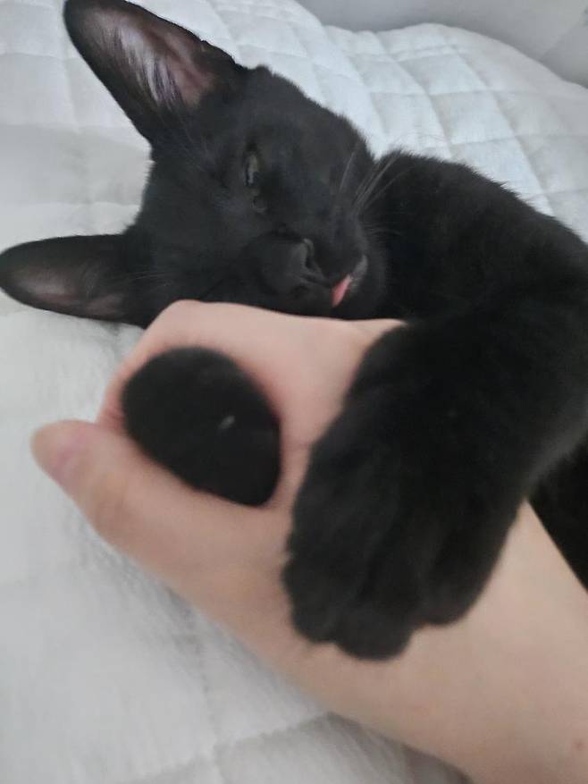 손을 꼭 껴안고 잠든 에반(인스타그램 heeeee_kite 제공) ⓒ 뉴스1