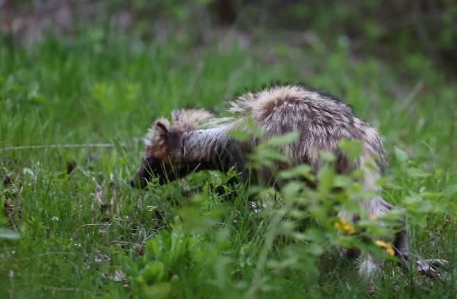 지난 24일 오후 인천시 연수구 송도동 수변 산책로에서 '개선충'에 감염된 것으로 보이는 너구리가 이동하고 있다. 연합뉴스