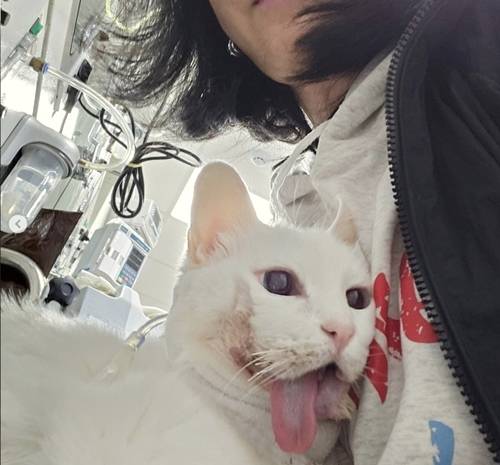 배우 김정난이 반려묘 루루의 감동적인 투병 소식을 전했다. 사진=김정난 SNS