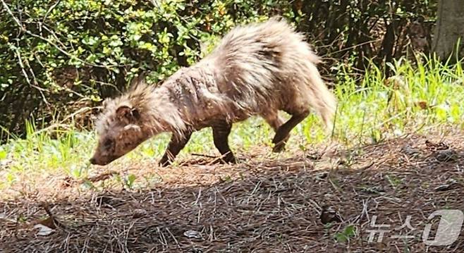 털 빠진 너구리./사진=뉴스1, 지역 주민 커뮤니티 제공