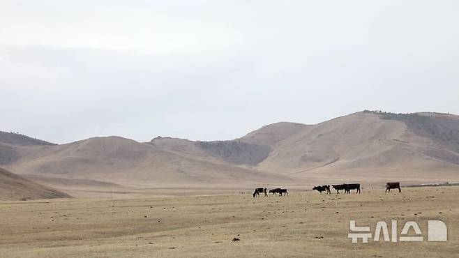 [자르갈란트=뉴시스]몽골 자르갈란트에서 방목되는 소들이 들판에서 풀을 뜯고 있다.  (사진=김수헌PD bi2og@naver.com, 지구촌나눔운동 제공) 2025.04.24.