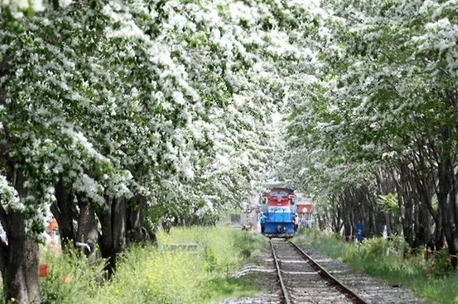 전북 전주시 산업단지가 위치한 팔복동 이팝나무 철길 풍경. 전주시 제공