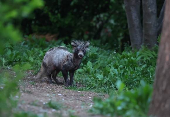 ‘너구리가 아파요’ - 지난 24일 오후 인천시 연수구 송도동 수변 산책로에서 ‘개선충’에 감염된 것으로 보이는 너구리가 이동하고 있다. 2025.4.27 연합뉴스