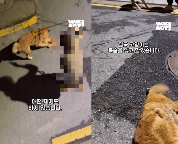 25일 동물구조단체 위액트는 최근 서울 강남구 대치동 거리에서 발생한 개 물림 사고와 관련해 고발장을 접수했다고 밝혔다. 위액트 인스타그램