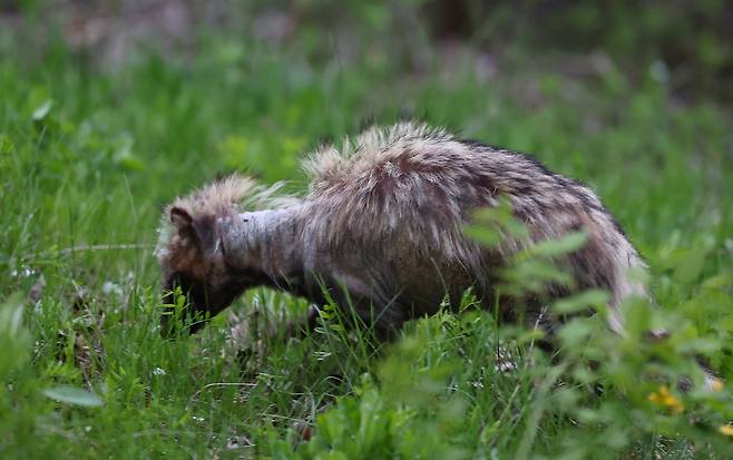 송도 도심 공원에서 발견된 '개선충' 감염 너구리    (인천=연합뉴스) 임순석 기자 = 지난 24일 오후 인천시 연수구 송도동 수변 산책로에서 '개선충'에 감염된 것으로 보이는 너구리가 이동하고 있다.2025.4.27