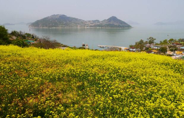 하화도 ‘꽃섬길’을 걷다 만날 수 있는 유채꽃과 남해바다의 풍경. <여수시 제공>