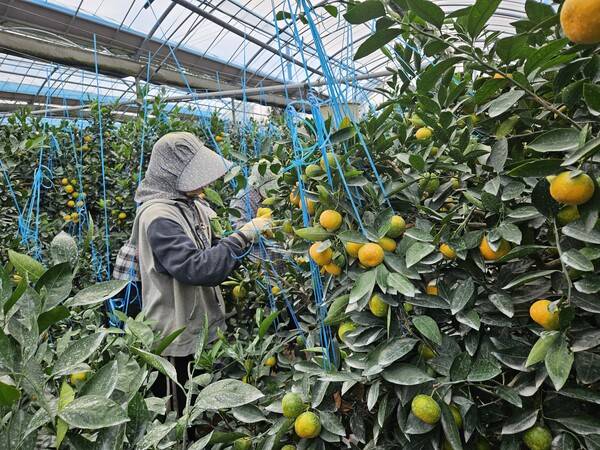 올해 첫 제주산 하우스 감귤을 수확, 출하한 서귀포시 남원읍 신흥리 농가. 사진=제주도.