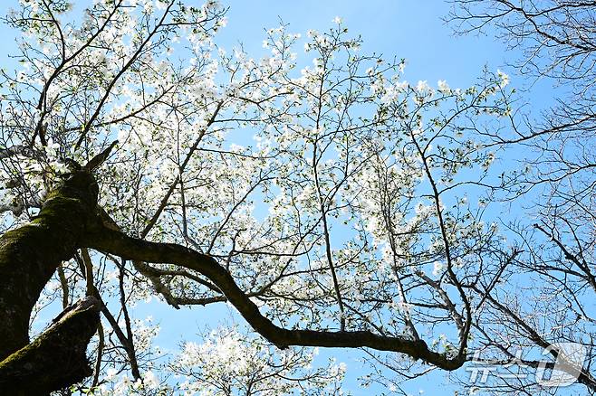 국내 최고령 목련(난대·아열대산림연구소 제공. 재판매 및 DB금지)/뉴스1
