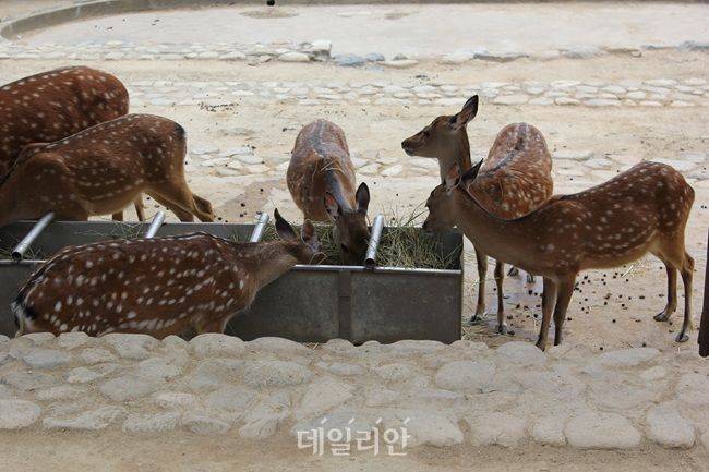 꽃사슴 모습. ⓒ게티이미지뱅크