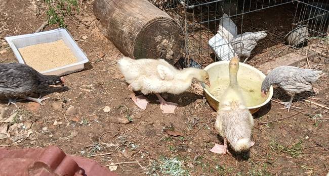 필자의 우거 마당 한쪽에서 놀고 있는 어린 거위와 청계 가족. 반려동물로 키우려고 용문역 앞 오일장에서 병아리를 사 왔다. /사진 홍광훈