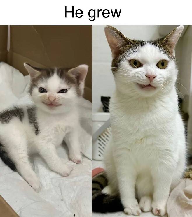 어릴때 그대로 자란 고양이.jpg