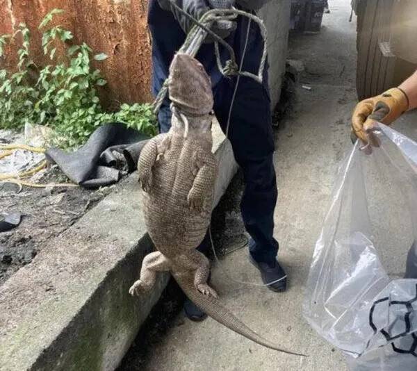 2023년 경북 영주시 한 사료 공장 근처에서 포획된 사바나왕도마뱀. 누군가 기르다 유기한 것으로 추정됐다. 영주소방서 제공