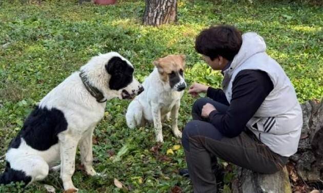 지난해 11월 경기 과천 서울대공원으로 이동한 투르크메니스탄 국견 알라바이 해피와 조이가 산책 후 휴식을 취하고 있다. 대통령실 제공