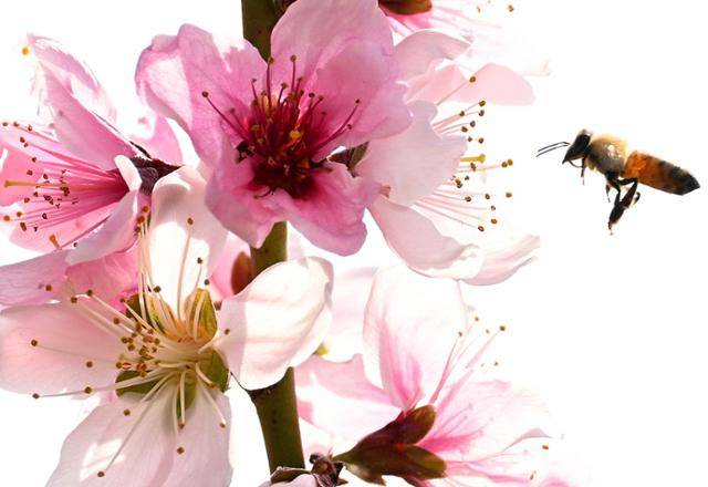 복사꽃밭에서 쉴 새 없이 꽃을 정리하는 농부의 분주한 손길과, 꽃 사이를 날아다니며 수정을 돕는 벌들이 인상적이다.