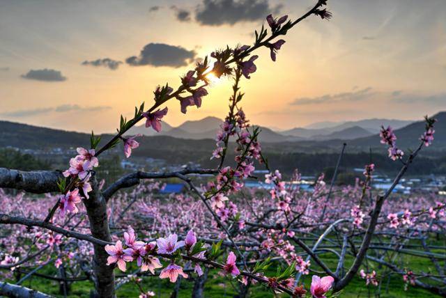 복사꽃마을이라고 불리는 강원 춘천시 동내면 사암리에는 냉해를 이겨내고 활짝 핀 복사꽃들이 노을빛에 장관을 이루고 있다. 춘천=왕태석 선임기자
