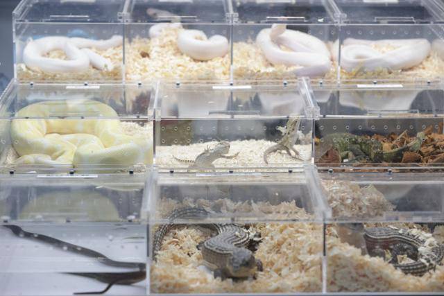 8월 서울 강남구 SETEC에서 열린 '제9회 한국 파충류쇼'에 뱀 등이 케이지에 들어 있다. 연합뉴스