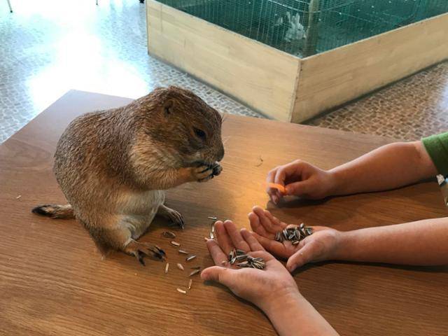 한 야생동물카페에서 길러지고 있는 프레리도그. 곰보금자리프로젝트 제공