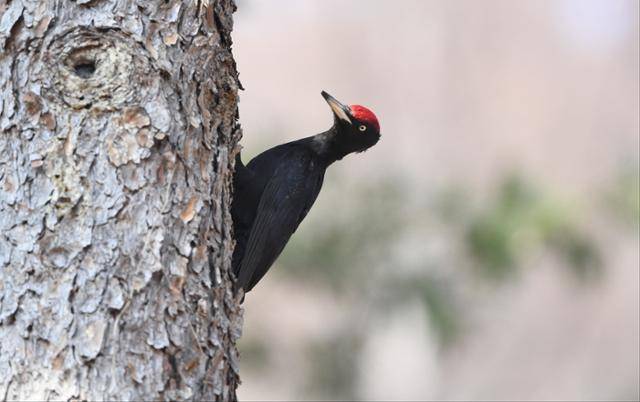멸종위기야생생물 2급 및 쳔연기념물 제242호로 지정돼 보호되고 있는 까막딱따구리. 딱다구리보전회 제공